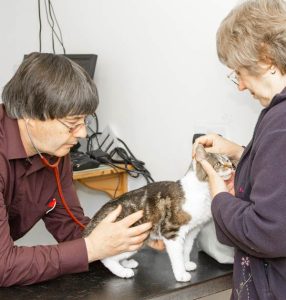 close up of a pet’s ears - vets checking for parasites