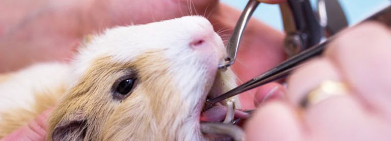 close up of a vet completing an examination of a pet’s mouth - guinea pig having a teeth checkup