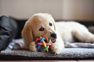 Image of a pet exploring with toys bought in a pet store - puppy playing with a ball