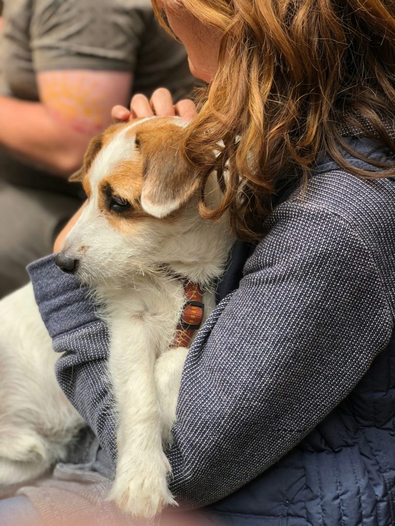 woman carrying white and brown dog