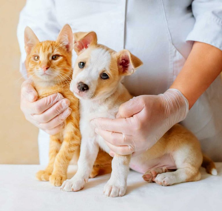 cat and dog at the vets